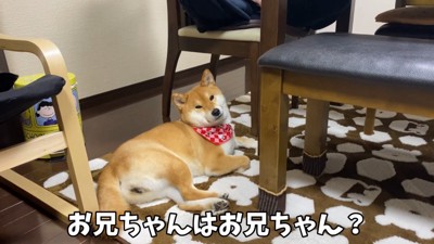 リラックス中のゆきちゃん