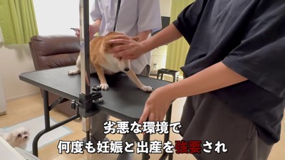 5年間ケージに監禁されていた『繁殖犬』を飼った結果→ずっと怯えた様子で、120日後…涙あふれる光景が143万再生「胸が痛い」「表情が違う」