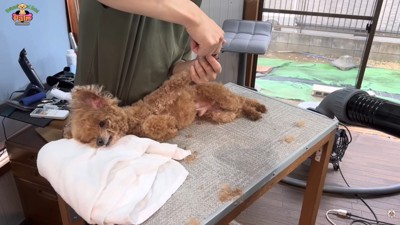 すぐに大人しくなります