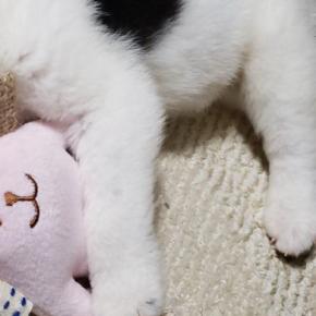 犬の譲渡会で震える『生後1ヶ月の赤ちゃん犬』→ひとりぼっちだったので、お迎えした結果…嘘のような『現在の光景』に「立派」「愛がわかる」の声