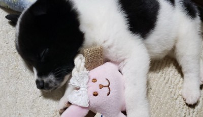 震えていた子犬