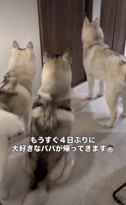 パパの気配がする…!