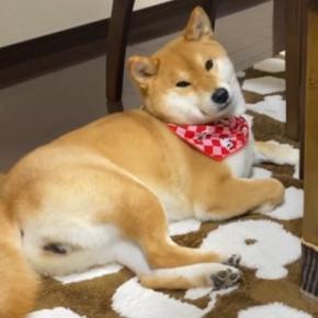 『1ヶ月ぶりの息子の帰省』に気付いていない犬→『お兄ちゃん』と言うと、急いで玄関に向かって…尊い反応に「大喜びだね」「愛されてる」の声