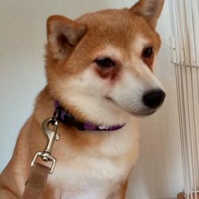 5年間ケージに監禁されていた『繁殖犬』を飼った結果→ずっと怯えた様子で、120日後…涙あふれる光景が143万再生「胸が痛い」「表情が違う」