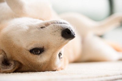 柴犬、仰向け、顔アップ