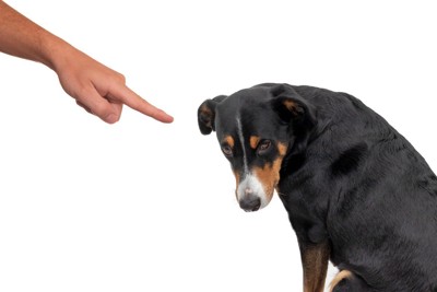 うつむいて萎縮する犬