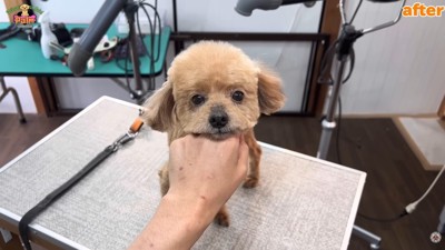 ますます可愛くなりました♡