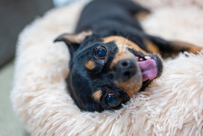 笑顔で見つめてくる犬