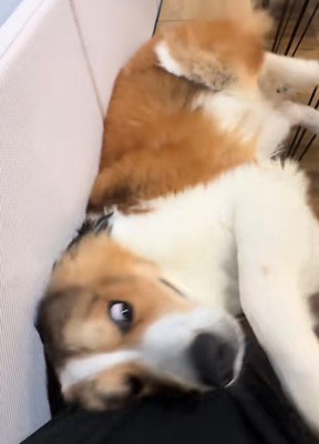 とても人懐こい性格です