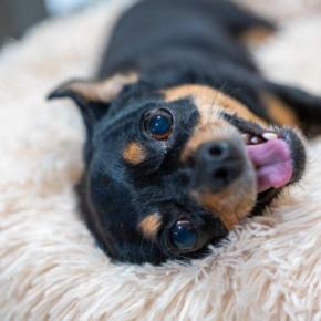 犬が飼い主に『要求している』サイン5選 主張が激しい場合の対処法や注意点まで解説
