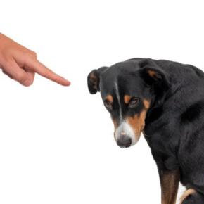 犬が『苦手な人』にする行動5つ　愛犬に嫌われてしまう原因や飼い主が改善すべきことまで