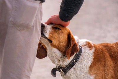 人の股間に鼻を近づける犬