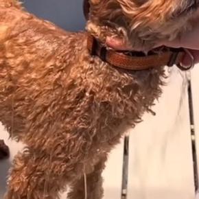 獣医師が諦めるほど『噛みつく犬』→トリミングに通い続けたら…4回目の来店時に見せた『素敵な光景』が75万再生「信頼関係が凄い」「感動…」