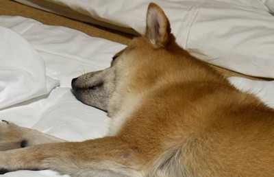 目を瞑って熟睡中の柴犬