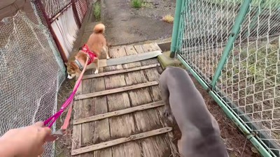 お散歩って楽しいかも…