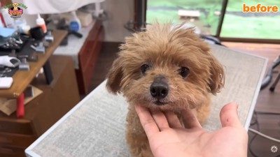 トリミング前の姿