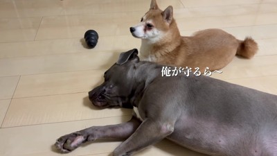 帰宅後も離れなかった