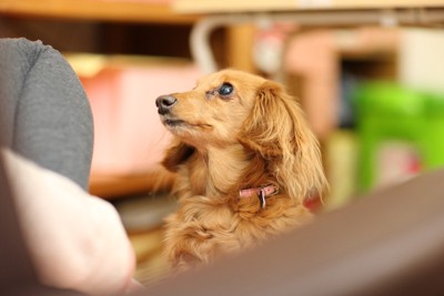 飼い主に近づく犬