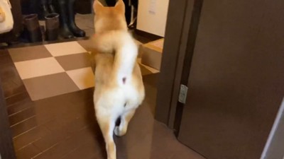 軽やかな足取りで玄関へ