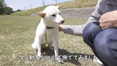 ナデナデしてみたら…