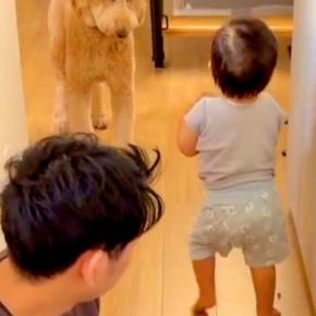 『大型犬に朝ごはんをあげたい』という1歳の男の子→そーっと運んでいたら…思わず笑う『悲劇』が229万再生「立ち尽くすの草」「全員かわいい」