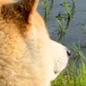 『頭が球体すぎる』と話題の犬→想像以上に『まんまるな後頭部』が愛おしいと2万いいね集まる「思ったよりキレイな丸で草」「綿毛みたいｗ」
