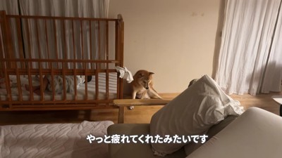 やっと寝てくれました♡