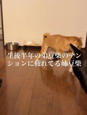 「ちょっと落ち着いてよ…」