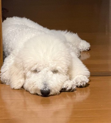 実はまだ子犬さん！！