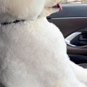 『絶対人間入ってるよね?』車の助手席に乗る大型犬→すれ違ったら二度見する『まさかの光景』に反響「笑ったww」「ヘルメット被ってます?」