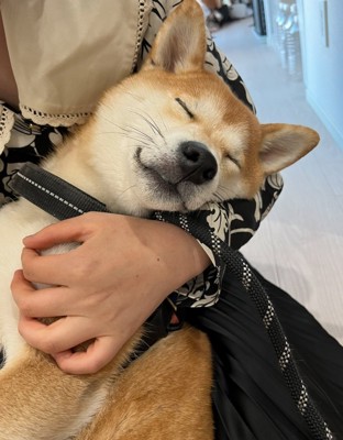 抱っこされながら眠る柴犬
