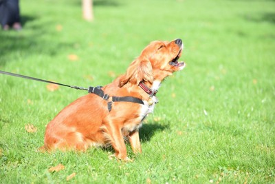 リードに繋がれた吠える犬