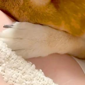 夫と喧嘩をして怒られた犬→あからさまに『しょんぼり』してしまい…絶対に許してしまう『反省の態度』に絶賛「人間みたいｗ」「可愛すぎる」