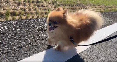 白線の上を走る犬2