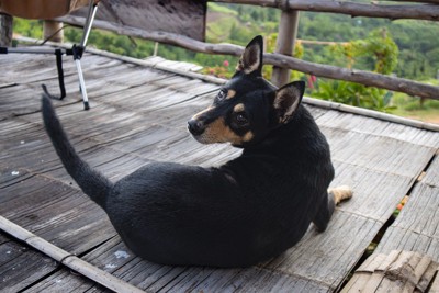 背中を向けながら振り返る犬