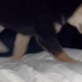 深夜2時半、トイレを済ませ寝室に戻った結果→布団の上を見ると、犬が…飼い主も吹き出した『まさかの光景』が229万再生「目がギラギラｗｗ」