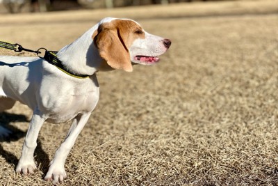 吠える犬の横顔