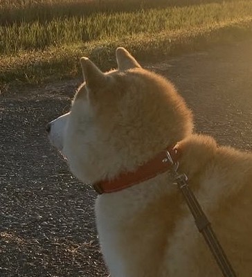 夕日