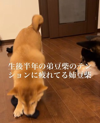 深夜2時半、トイレを済ませ寝室に戻った結果→布団の上を見ると、犬が…飼い主も吹き出した『まさかの光景』が229万再生「目がギラギラｗｗ」