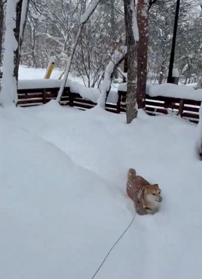 雪の中に埋もれる柴犬