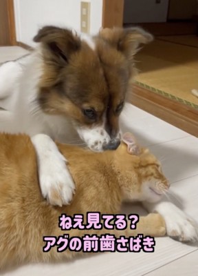 コツがあるそうです