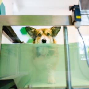 痛覚消失レベルでも希望はある？『犬のヘルニア』に対する理学療法による”機能回復の可能性”を獣医が解説