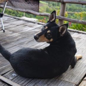 犬が人に『背中を向けて座る』心理6選　知っておきたい愛犬の本音や適切な対応まで