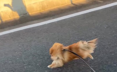 走る犬と飼い主2