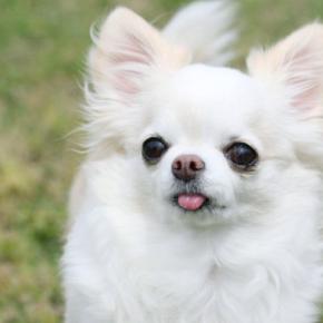 犬にも『恋愛感情』があるの?他の犬や人間に恋をする?好きな相手にみせる行動とは