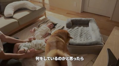 自分のベッドを持ってる!!