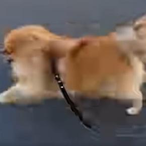 夕方、犬の散歩を撮影した結果→急に猛ダッシュしたので、追いかけて…思わず笑う『飼い主の影』に反響「全然ブレないの草」「好きすぎるww」