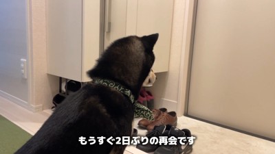 玄関で健気に待機