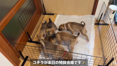 どんな対面になるかな?