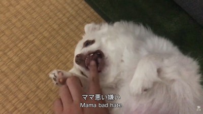 「許せない!噛みついてやる~っ」